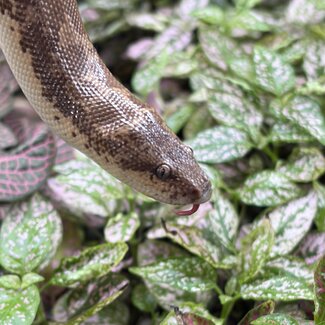 Sand Boa Normal het Paradox Albino 'a1'