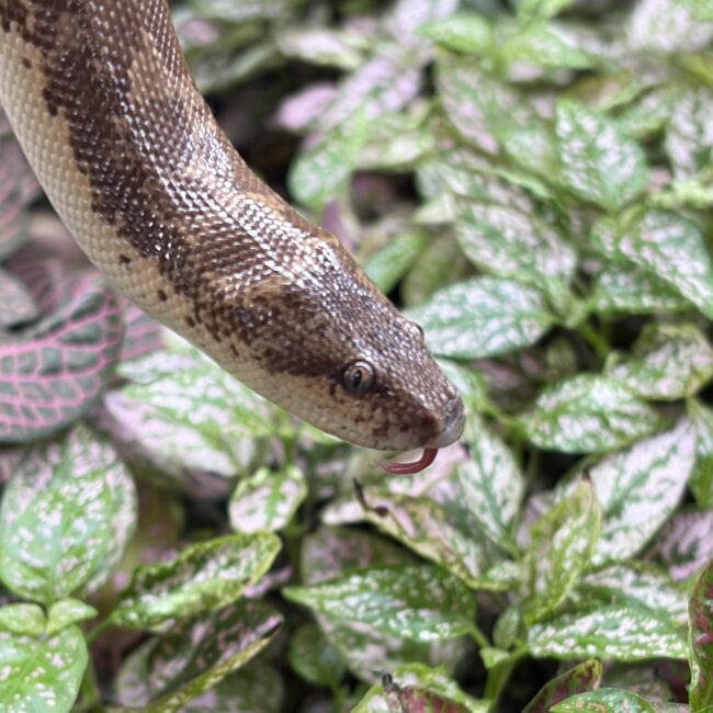 Sand Boa Normal het Paradox Albino 'a1'