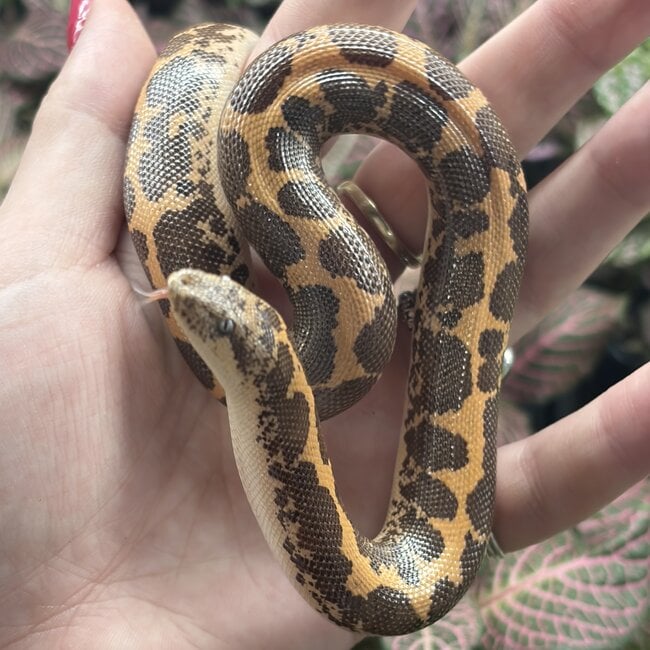 Kenyan Sand Boa Normal Female 'A2'
