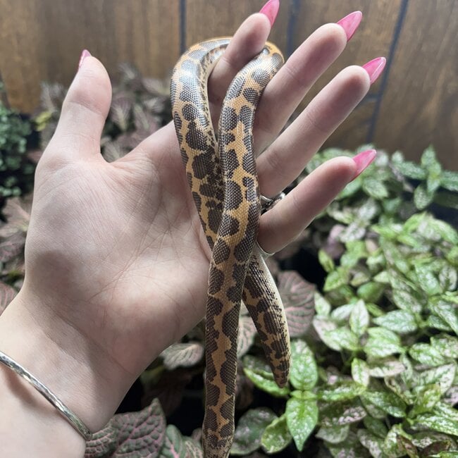 Kenyan Sand Boa Normal Female 'A2'