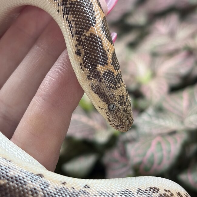Kenyan Sand Boa Normal Female 'A2'