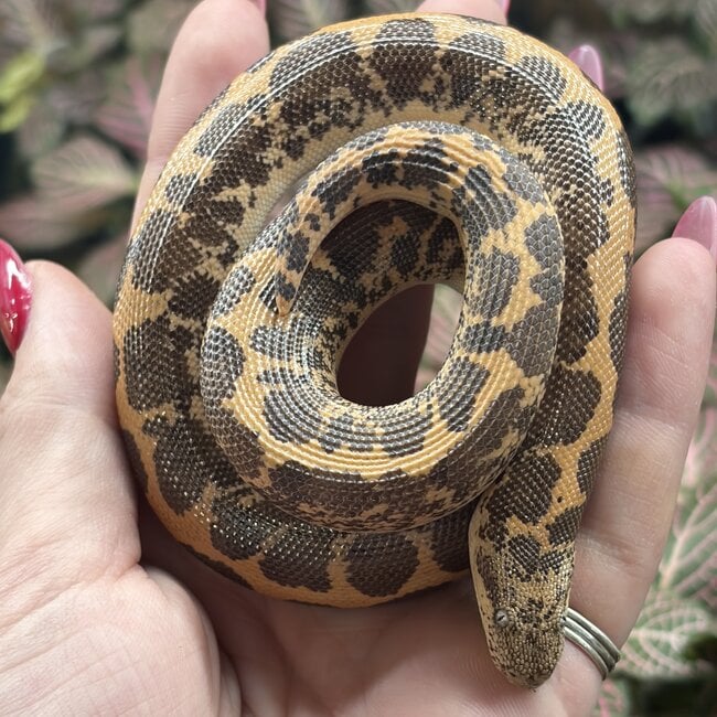 Kenyan Sand Boa Normal Female 'A2'