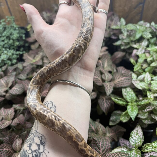 Kenyan Sand Boa Normal Female 'B1'