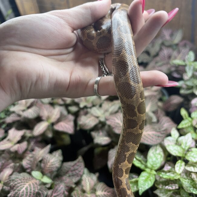 Kenyan Sand Boa Normal Female 'B1'