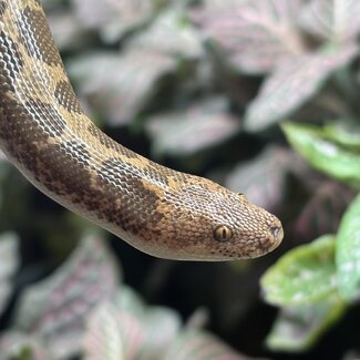 Kenyan Sand Boa Normal Female 'B1'