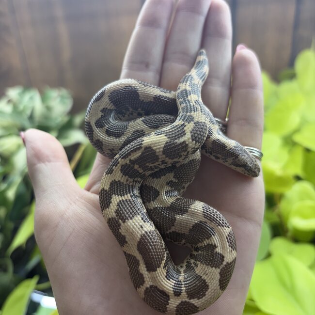 Kenyan Sand Boa Normal Male 'A3'