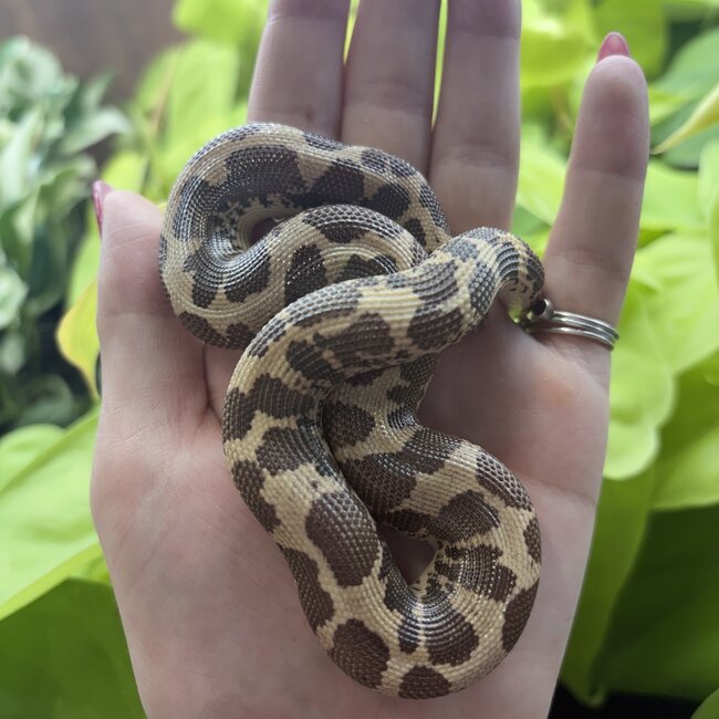 Kenyan Sand Boa Normal Male 'A3'