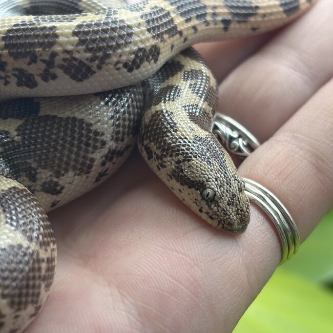 Kenyan Sand Boa Normal Male 'A3'