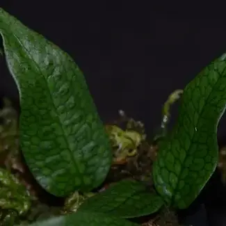 Microgramma aff. lycopodioides "Northern Peru - Thin Rhizhome"
