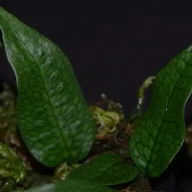 Microgramma aff. lycopodioides "Northern Peru - Thin Rhizhome"
