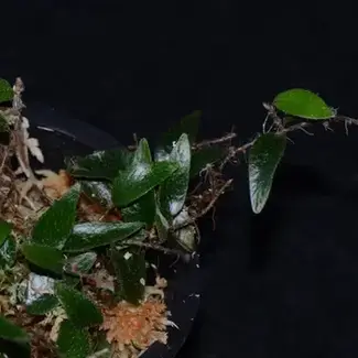 Microgramma pilloselloides "Peru"