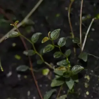 Peperomia tovariana "Northen Peru"