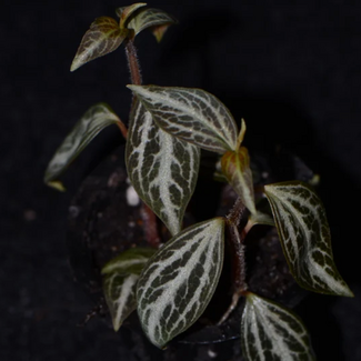 Peperomia aff. bicolor "Ecuador"