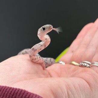 Miami Cinder Sunkissed Corn Snake het caramel 2026