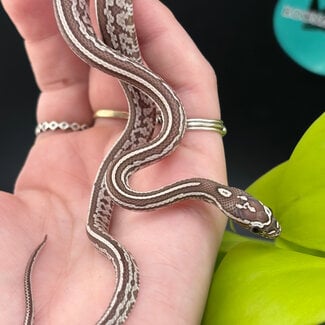 Tessera Ghost Corn Snake 2026