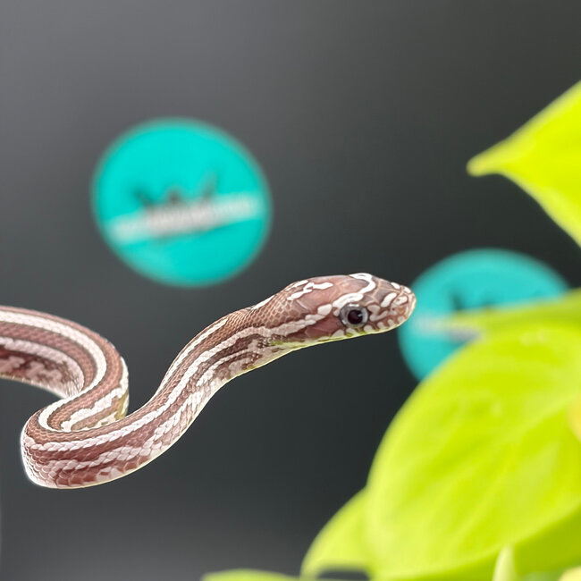 Tessera Ghost Corn Snake 2026