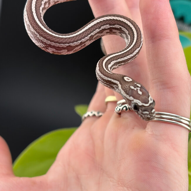 Tessera Ghost Corn Snake 2026
