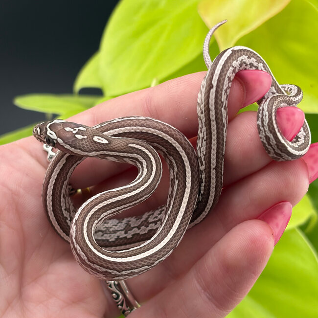 Tessera Ghost Corn Snake 2026