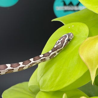 Ghost Corn Snake 'S3' 2026