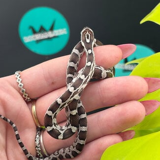 Anery Corn Snake 'SE3' 2026