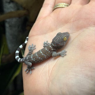 Tokay Gecko CB