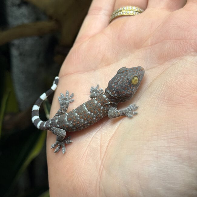 Tokay Gecko CB
