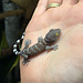 Tokay Gecko CB