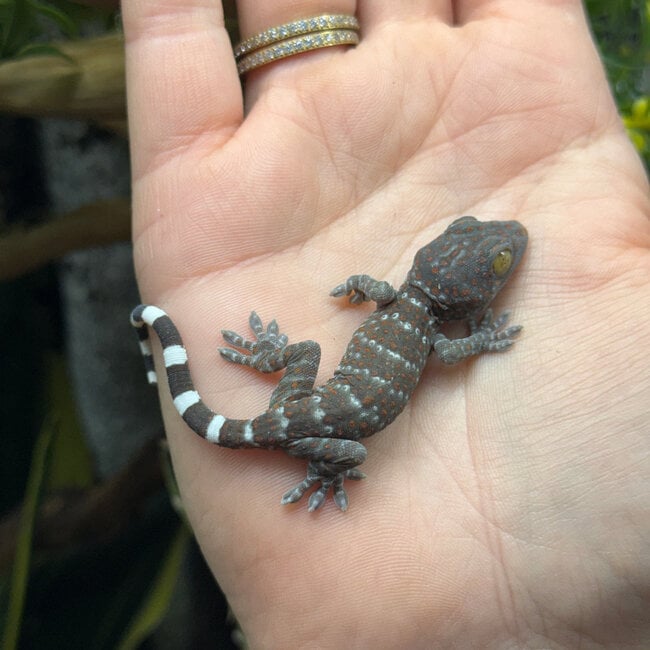 Tokay Gecko CB