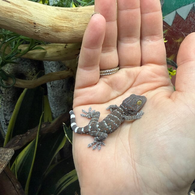 Tokay Gecko CB