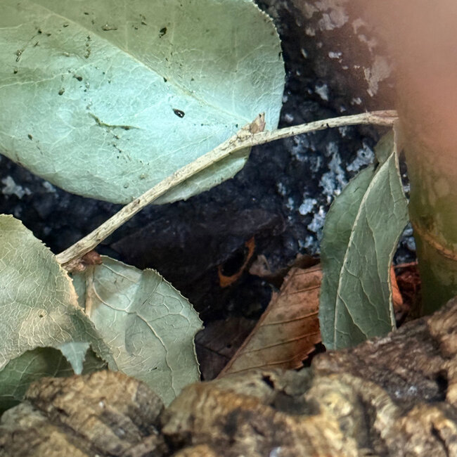Red Eye Crocodile Skinks