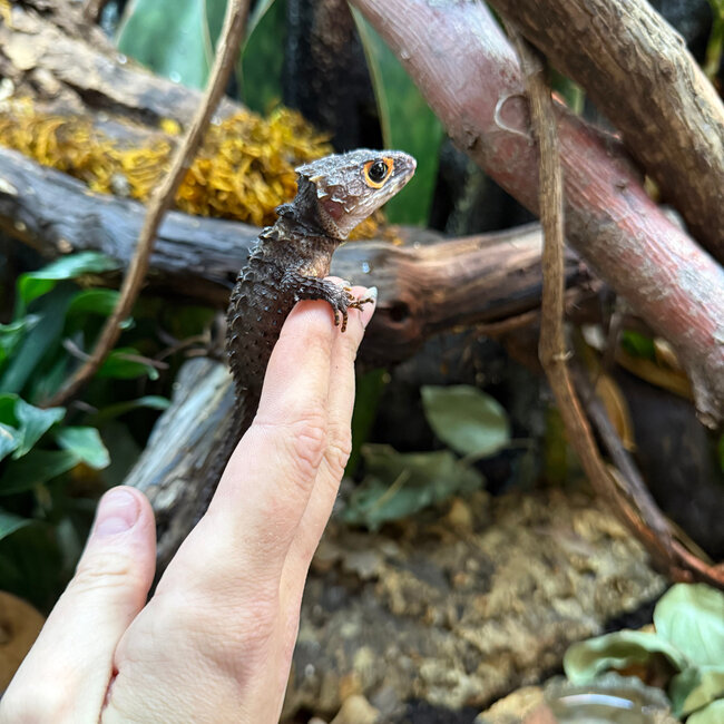 Red Eye Crocodile Skinks