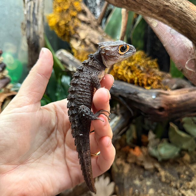 Red Eye Crocodile Skinks