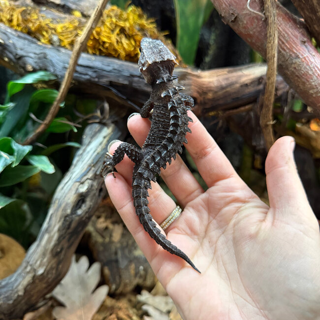 Red Eye Crocodile Skinks