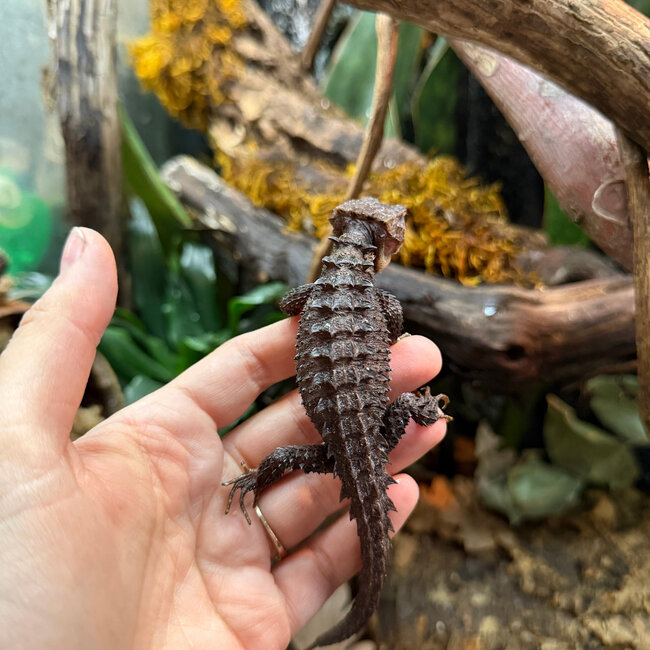 Red Eye Crocodile Skinks