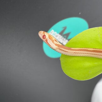 Butter Motley Corn Snake 2026