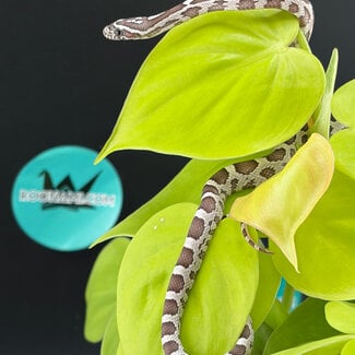 Ghost Corn Snake 'S2' 2026