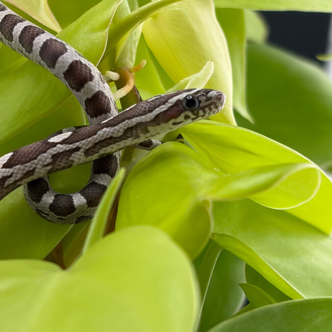 Ghost Corn Snake 'S2' 2026