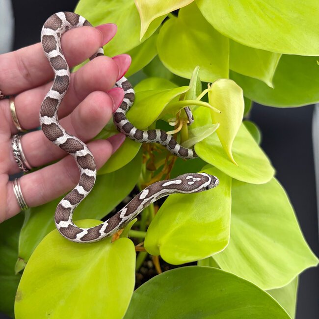 Ghost Corn Snake 'S2' 2026