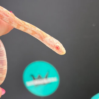 Miami Butter Sunkissed Corn Snake poss. het cinder 2026