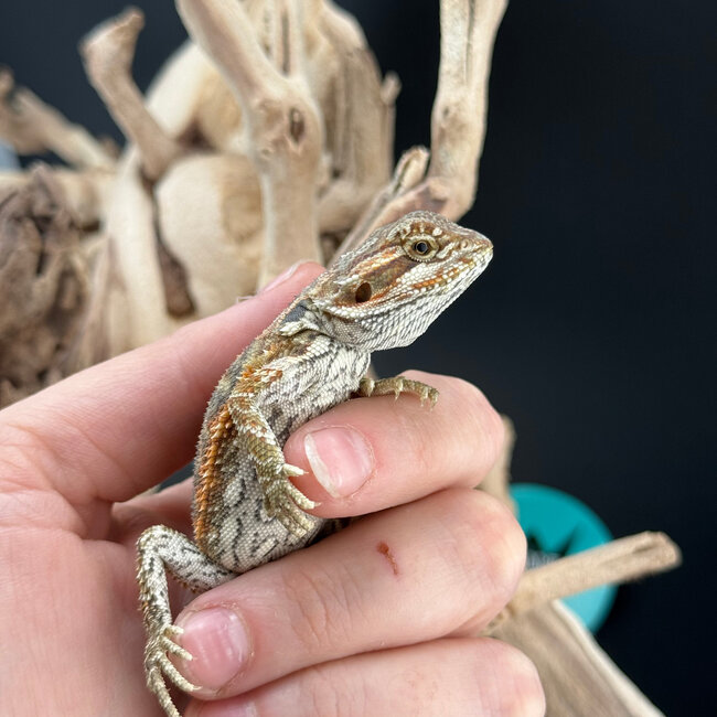 Red Bearded Dragon 2026