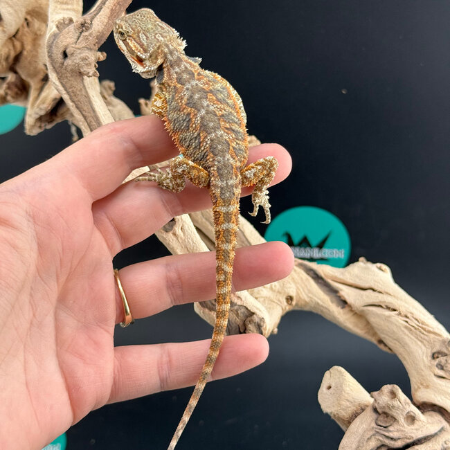 Red Bearded Dragon 2026