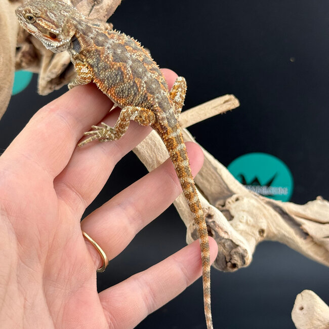 Red Bearded Dragon 2026