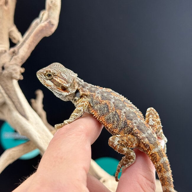 Red Bearded Dragon 2026