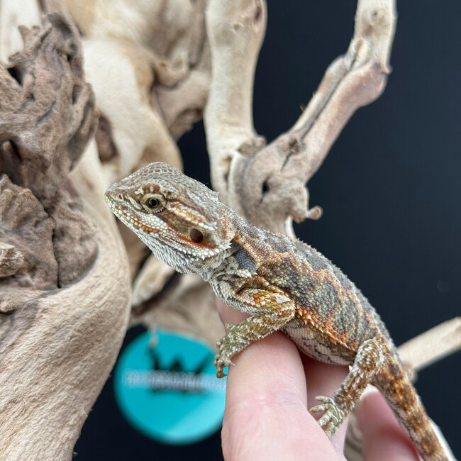 Red Bearded Dragon 2026