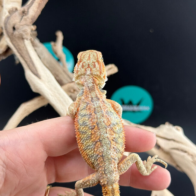 Orange Hypo Bearded Dragon 2026