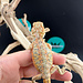 Orange Hypo Bearded Dragon 2026