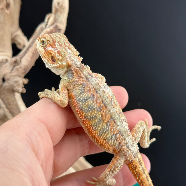 Orange Hypo Bearded Dragon 2026