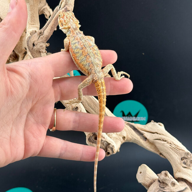 Orange Hypo Bearded Dragon 2026