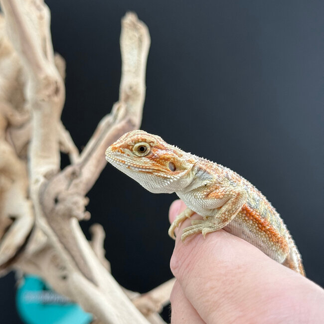 Orange Hypo Bearded Dragon 2026
