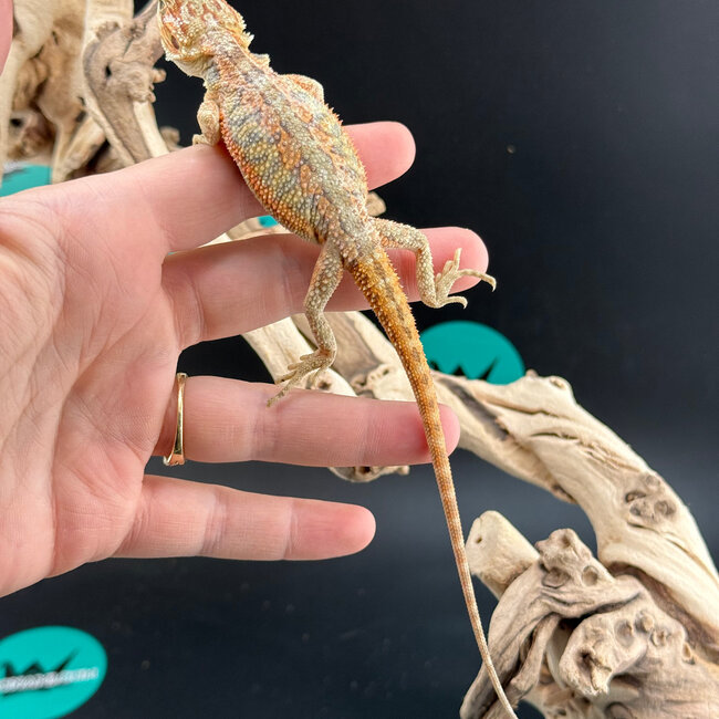 Orange Hypo Bearded Dragon 2026